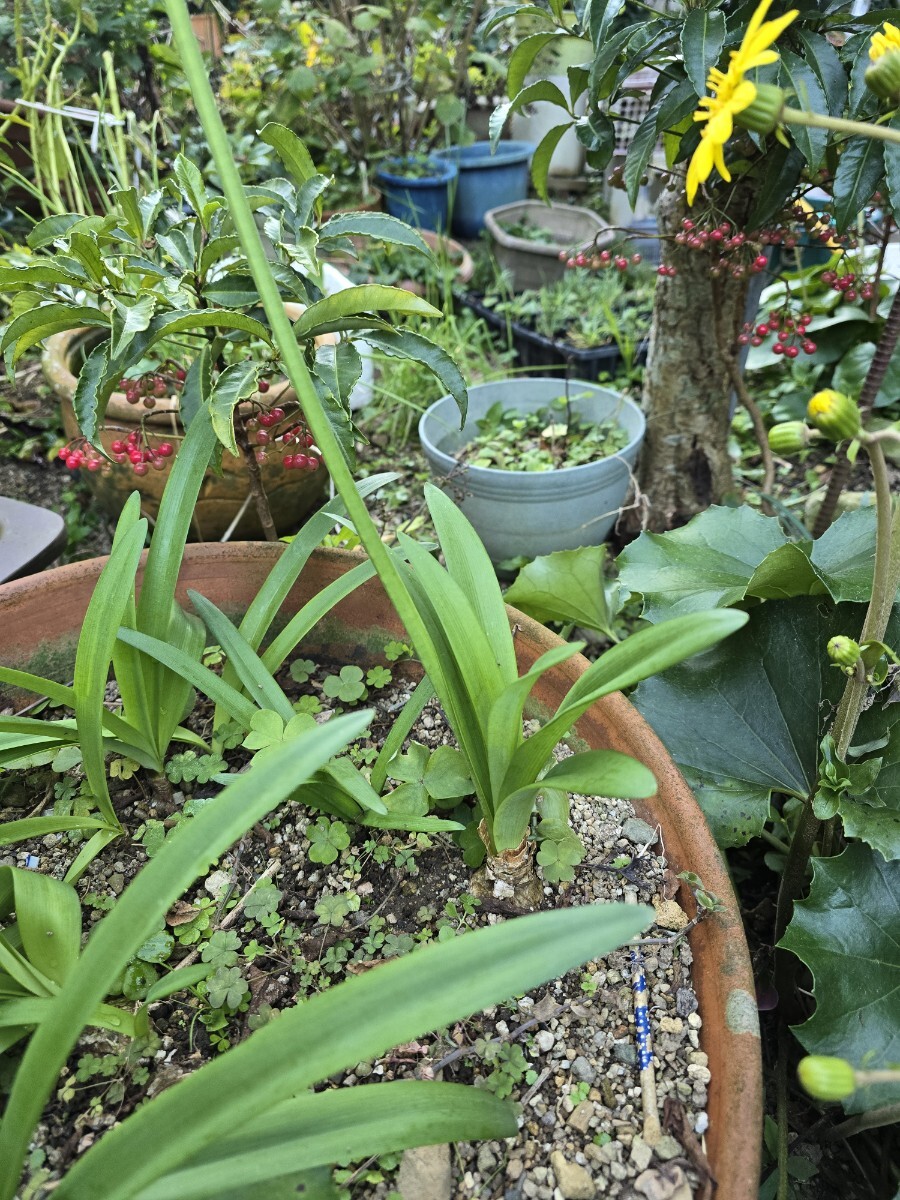 ダイヤモンドリリー　　ネリネ　ピンク　花終わり球根　一球_画像4