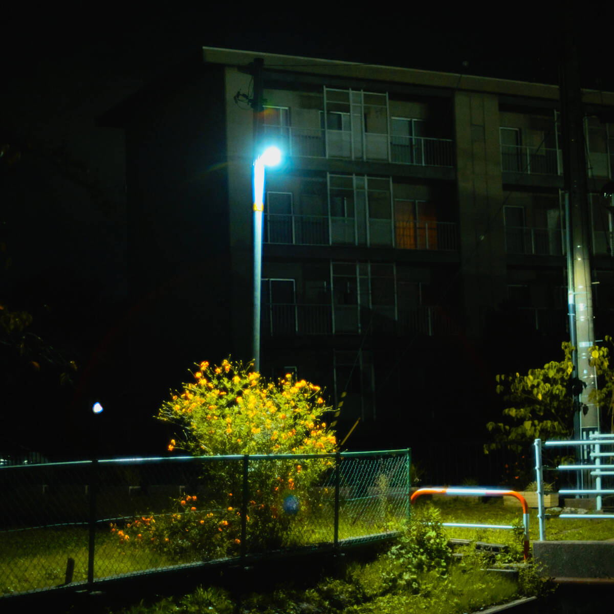 〈整備、実写確認済〉 OLYMPUS OM-SYSTEM ZUIKO AUTO-S 50mm 1:1.2 (50mm f1.2)　オリンパス　オールドレンズ　作例あり_画像9