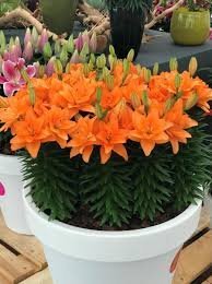 背の低いユリの球根 『タイニーダブルダッチ』 1球 周球16cm オレンジ八重_画像2