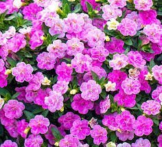 カリブラコア　11/4切り戻し苗　『ダブル　ティックルピンク』　カメレオン　10.5㎝ポット　花色変化を楽しめる sk2_画像2