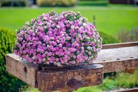 カリブラコア　11/4切り戻し苗　『ダブル　ティックルピンク』　カメレオン　10.5㎝ポット　花色変化を楽しめる sk2_画像3