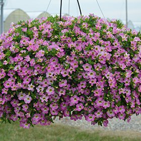 カリブラコア 11/4切り戻し苗 『スターレットピンク』 カメレオン 10.5㎝ポット 花色変化を楽しめる_画像3