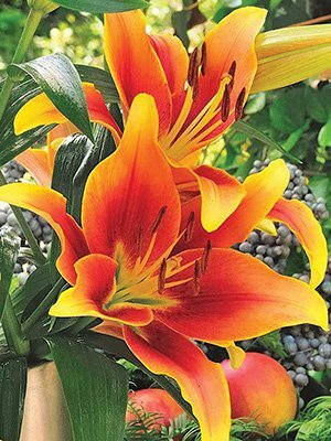 ユリの球根　OT　『カベリ』１球　　赤に黄オレンジの縁取り　上向きで咲く　球周20cmオリエンタル_画像1