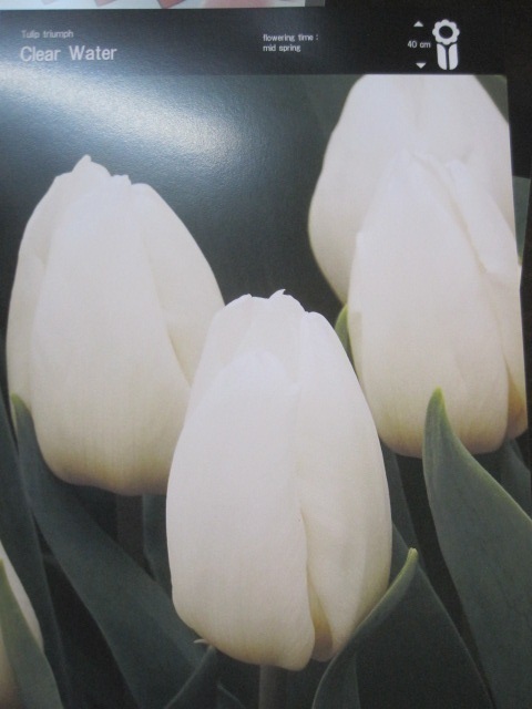 チューリップの球根 『白』 1球 _画像1