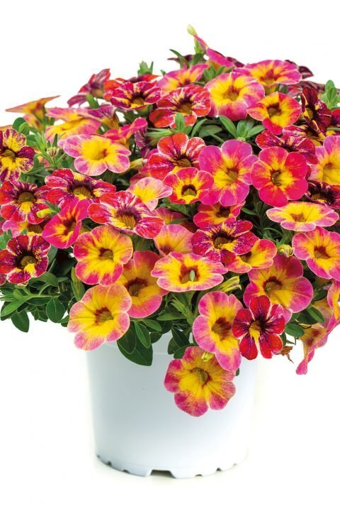 カリブラコア　11/4切り戻し苗　『タルトデコ』　カメレオン　10.5㎝ポット　花色変化を楽しめる_画像2