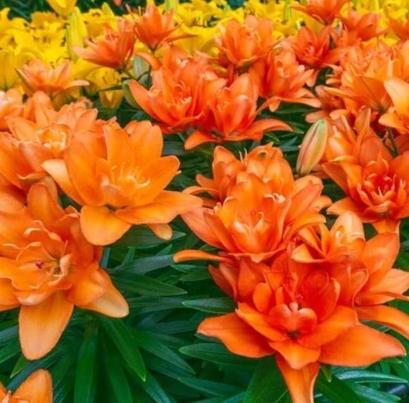 背の低いユリの球根 『タイニーダブルダッチ』 1球 周球16cm オレンジ八重_画像1