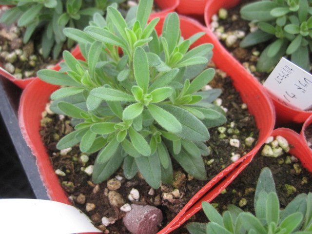 カリブラコア　11/4切り戻し苗　『ダブル　ティックルピンク』　カメレオン　10.5㎝ポット　花色変化を楽しめる sk2_画像5