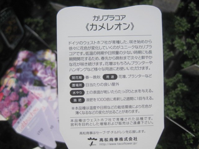 カリブラコア　11/4切り戻し苗　『ダブル　ティックルピンク』　カメレオン　10.5㎝ポット　花色変化を楽しめる sk2_画像7