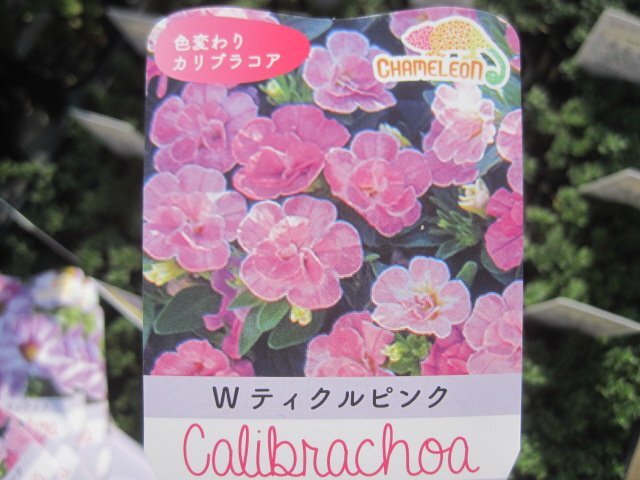 カリブラコア　11/4切り戻し苗　『ダブル　ティックルピンク』　カメレオン　10.5㎝ポット　花色変化を楽しめる sk2_画像6