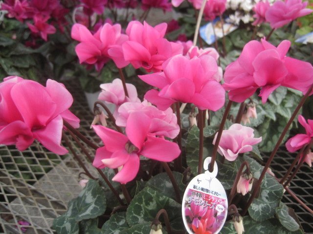 シクラメン　『チモ　八重　ピンク』　4号鉢　　現品11/11撮影　5_画像1