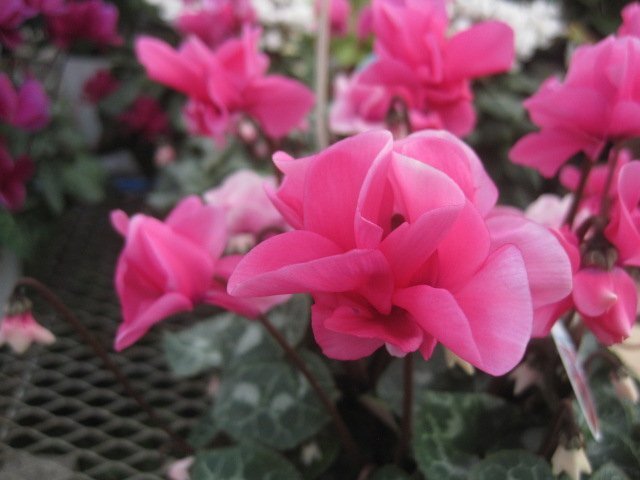 シクラメン　『チモ　八重　ピンク』　4号鉢　　現品11/11撮影　5_画像5