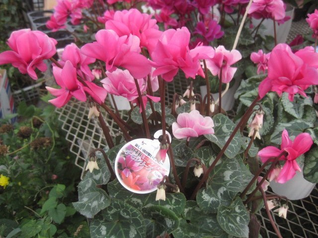 シクラメン　『チモ　八重　ピンク』　4号鉢　　現品11/11撮影　5_画像3