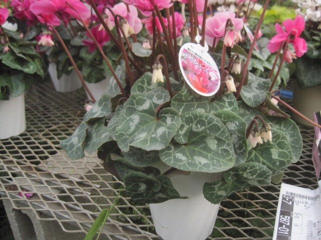 シクラメン　『チモ　八重　ピンク』　4号鉢　　現品11/11撮影　5_画像4
