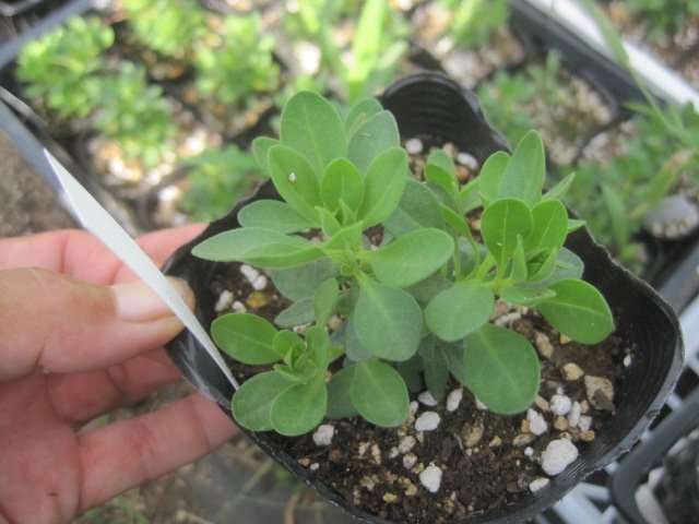 カリブラコア　11/4切り戻し苗　『タルトデコ』　カメレオン　10.5㎝ポット　花色変化を楽しめる_画像5