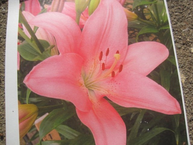 ユリの球根　LA　『パシアーノ』　１球　ピンク_画像1