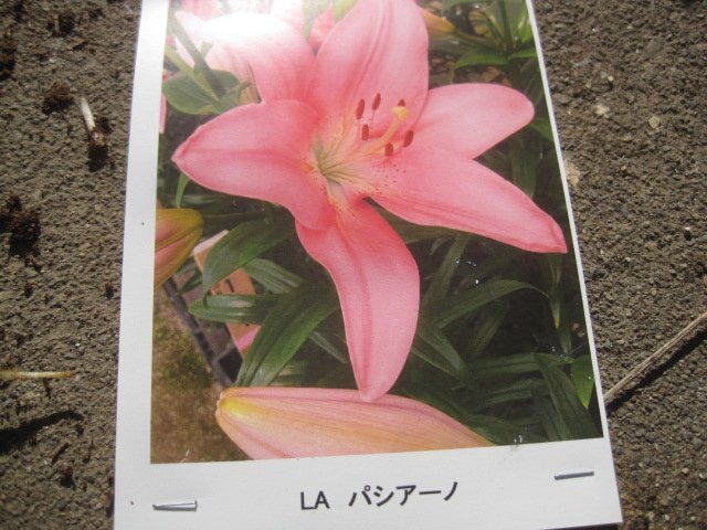 ユリの球根　LA　『パシアーノ』　１球　ピンク_画像4