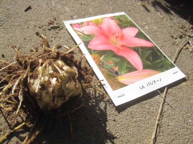 ユリの球根　LA　『パシアーノ』　１球　ピンク_画像3