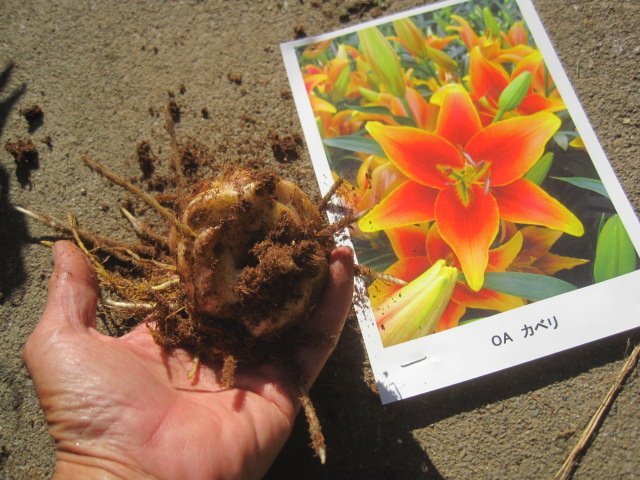 ユリの球根　OT　『カベリ』１球　　赤に黄オレンジの縁取り　上向きで咲く　球周20cmオリエンタル_画像3