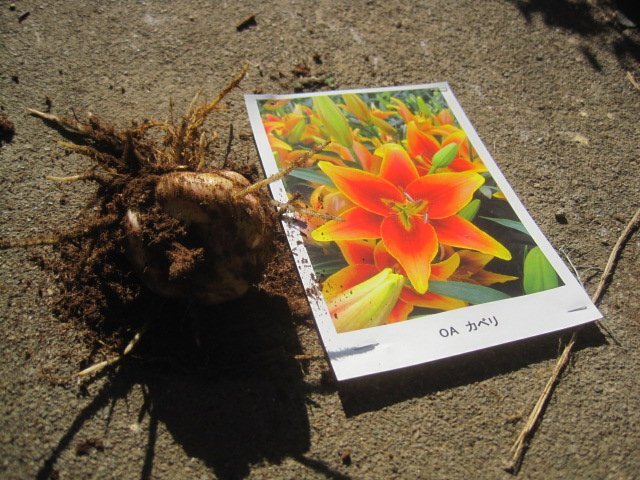 ユリの球根　OT　『カベリ』１球　　赤に黄オレンジの縁取り　上向きで咲く　球周20cmオリエンタル_画像4