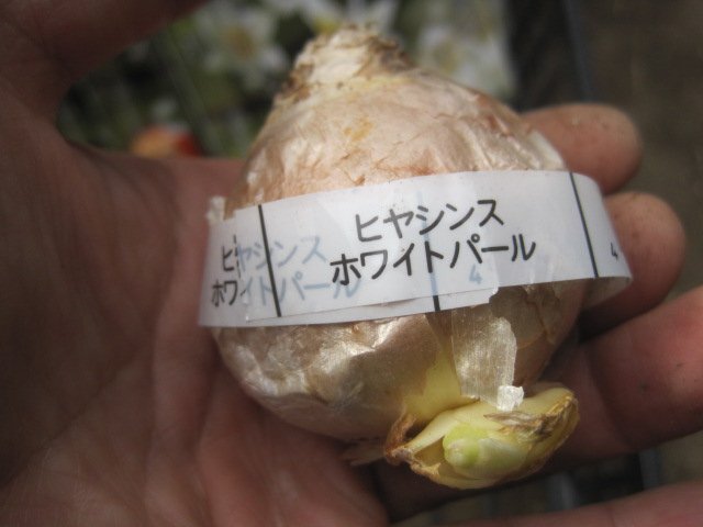 ヒヤシンスの球根　『ホワイトパール』　1球　白花 sk　豊かで上品な香り_画像3