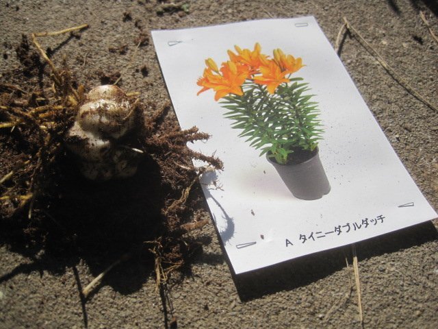 背の低いユリの球根 『タイニーダブルダッチ』 1球 周球16cm オレンジ八重_画像5