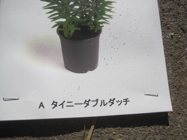 背の低いユリの球根 『タイニーダブルダッチ』 1球 周球16cm オレンジ八重_画像7