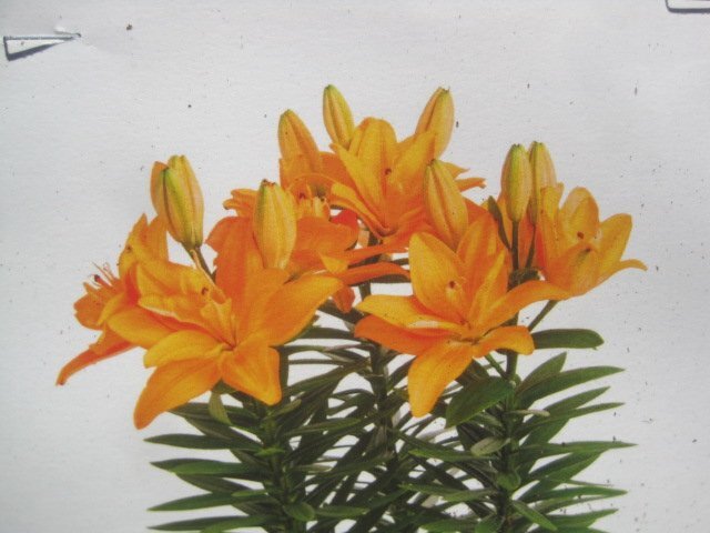 背の低いユリの球根 『タイニーダブルダッチ』 1球 周球16cm オレンジ八重_画像3