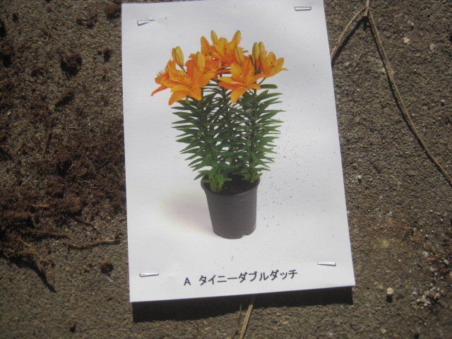 背の低いユリの球根 『タイニーダブルダッチ』 1球 周球16cm オレンジ八重_画像6