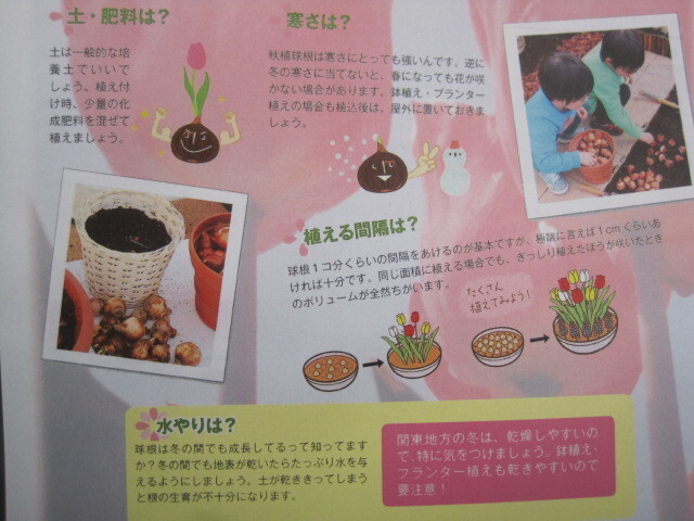 チューリップの球根 『白』 1球 _画像5