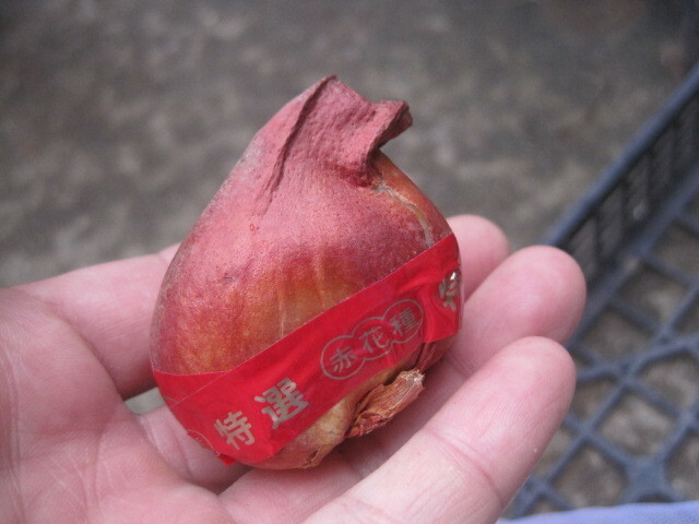 チューリップの球根 『白』 1球 _画像3