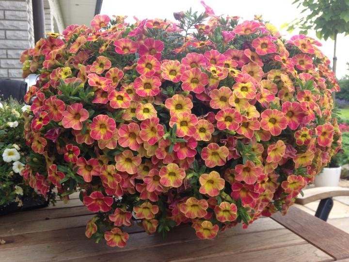 カリブラコア　11/4切り戻し苗　『タルトデコ』　カメレオン　10.5㎝ポット　花色変化を楽しめる_画像4