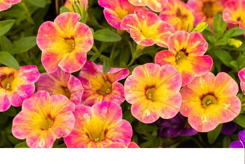 カリブラコア　11/4切り戻し苗　『タルトデコ』　カメレオン　10.5㎝ポット　花色変化を楽しめる_画像1