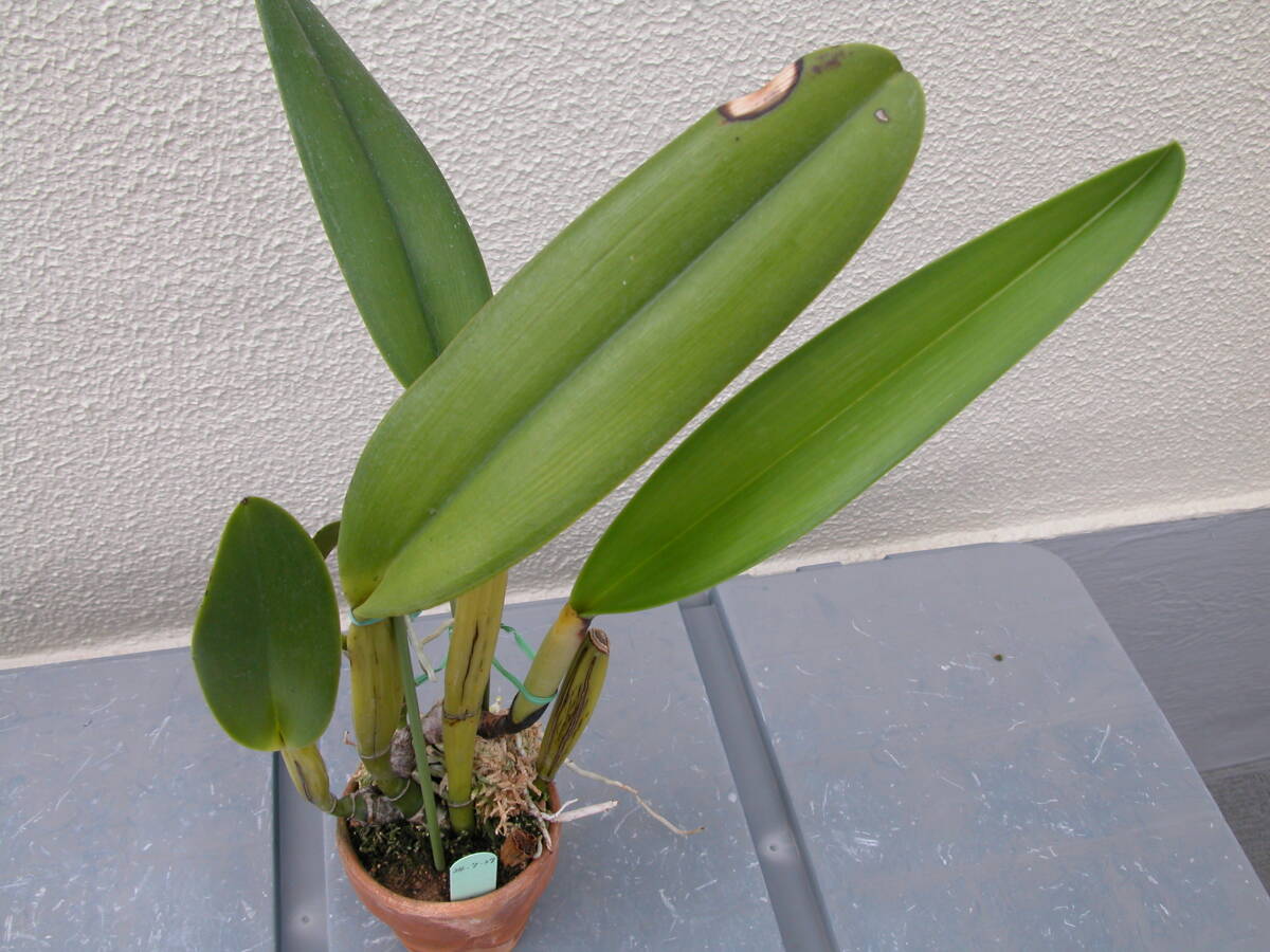 洋蘭 カトレア原種  c.warscewiczii f.alba”Yadira” (Original Division)の画像1