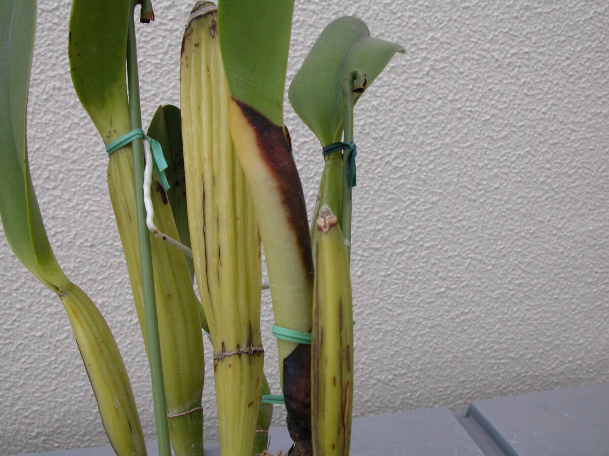 洋蘭 カトレア原種  c.warscewiczii f.alba”Yadira” (Original Division)の画像3