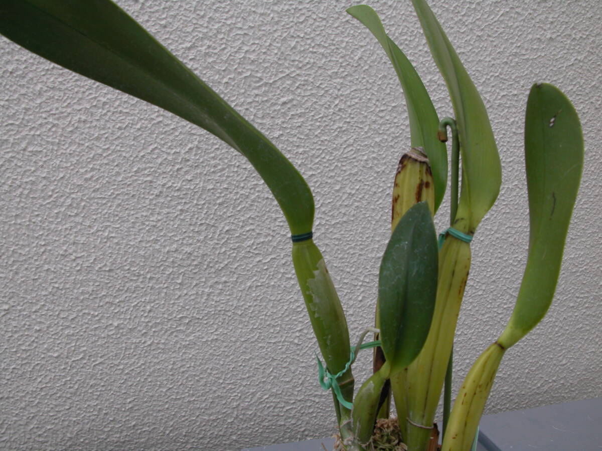 洋蘭 カトレア原種  c.warscewiczii f.alba”Yadira” (Original Division)の画像4