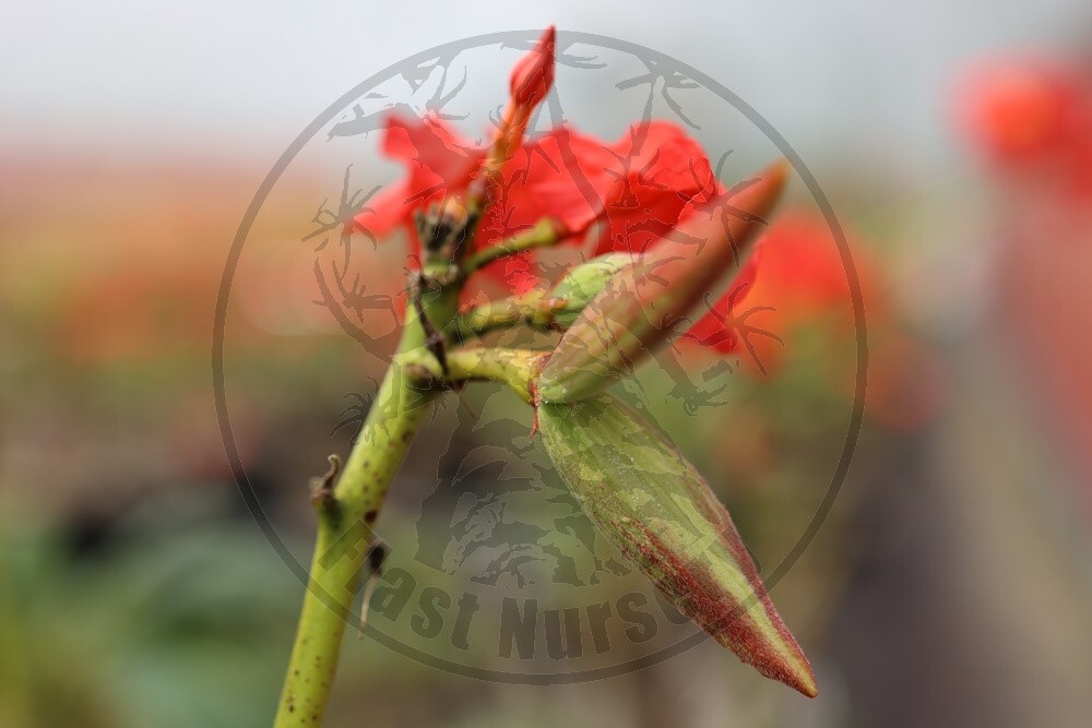 【自家採取】 Pachypodium baronii パキポディウム バロニー 種子 20粒の画像1