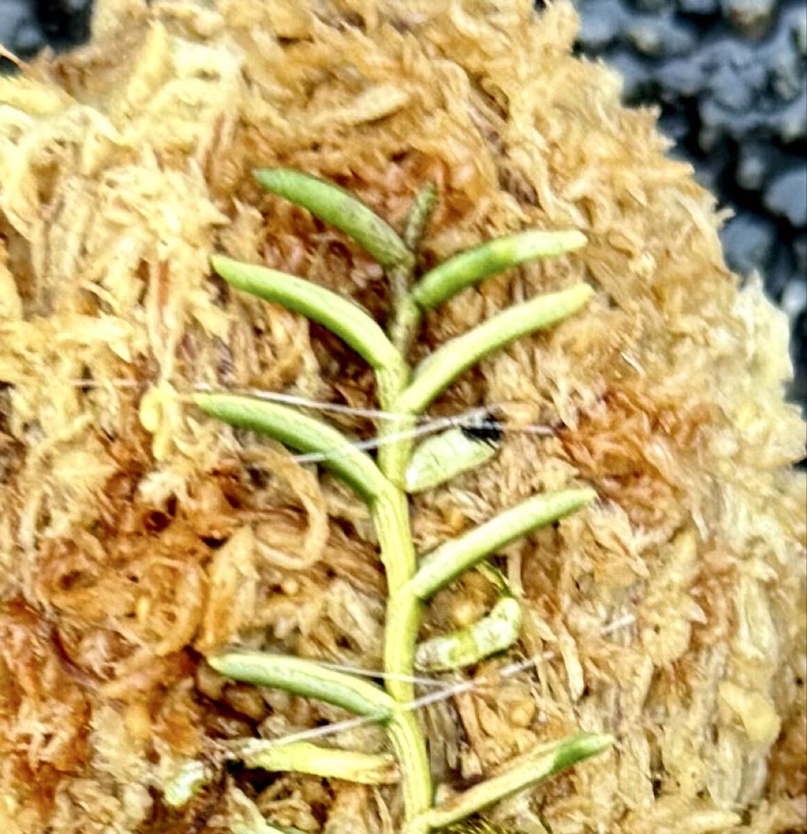  богатство и знатность орхидея . ввод луговые и горные травы редкий товар вид mkate Ran . ввод [....]{ богатство и знатность орхидея . приятный ...}