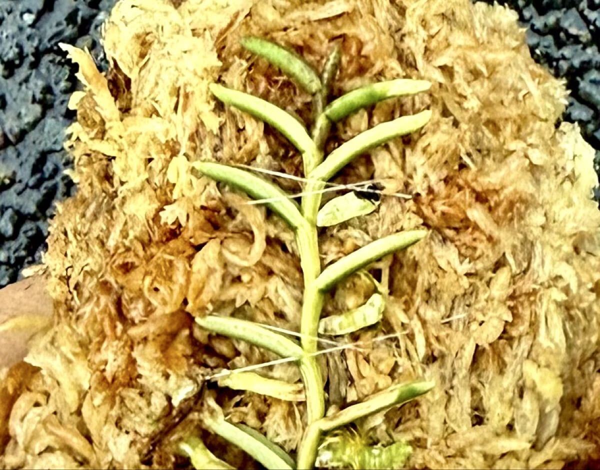  богатство и знатность орхидея . ввод луговые и горные травы редкий товар вид mkate Ran . ввод [....]{ богатство и знатность орхидея . приятный ...}