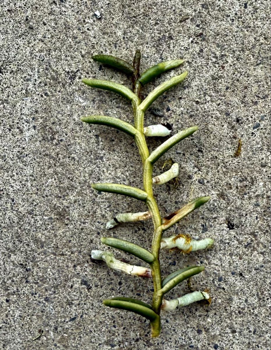  богатство и знатность орхидея . ввод луговые и горные травы редкий товар вид mkate Ran . ввод [....]{ богатство и знатность орхидея . приятный ...}