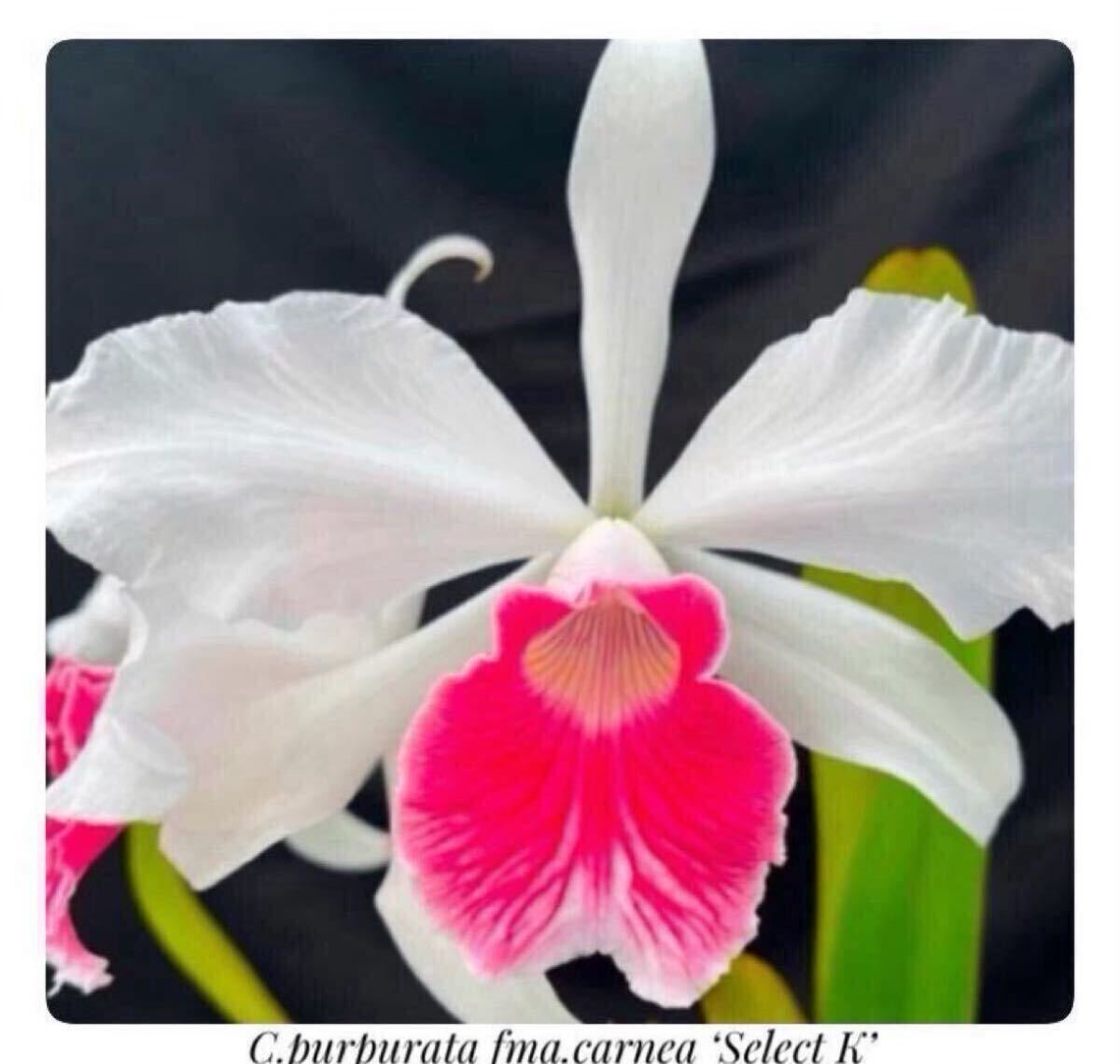 洋蘭カトレア原種　C.purpurata fma.carnea Select K' sp-c902_画像1