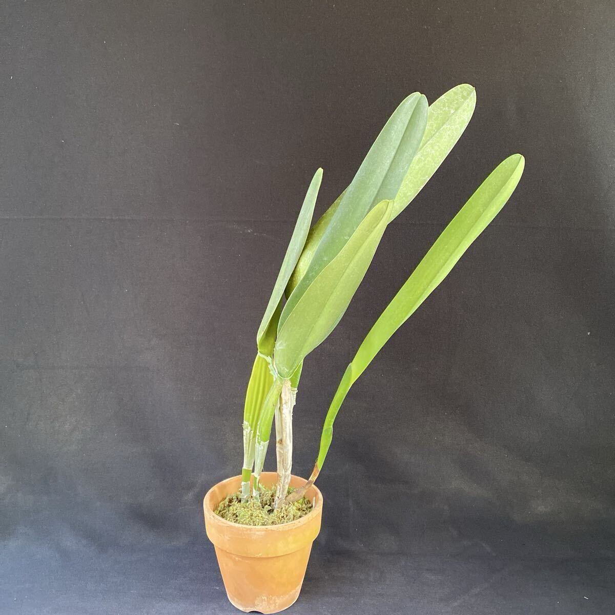 洋蘭カトレア原種　C.purpurata fma.carnea Select K' sp-c902_画像2