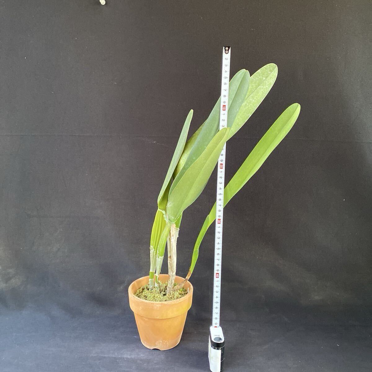 洋蘭カトレア原種　C.purpurata fma.carnea Select K' sp-c902_画像3