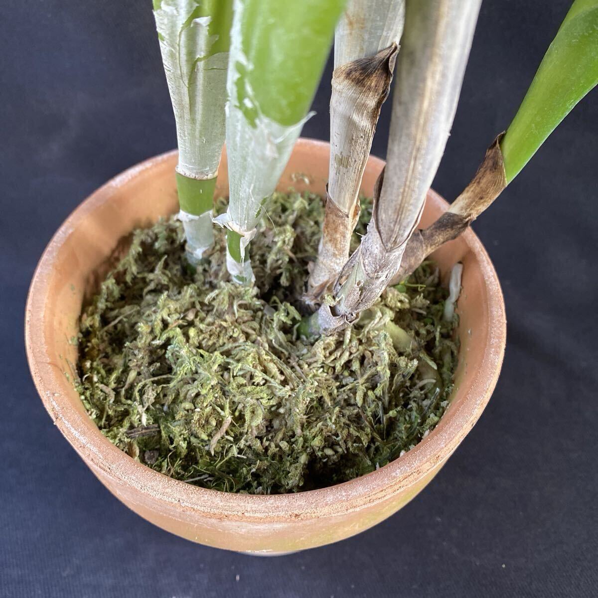 洋蘭カトレア原種　C.purpurata fma.carnea Select K' sp-c902_画像4