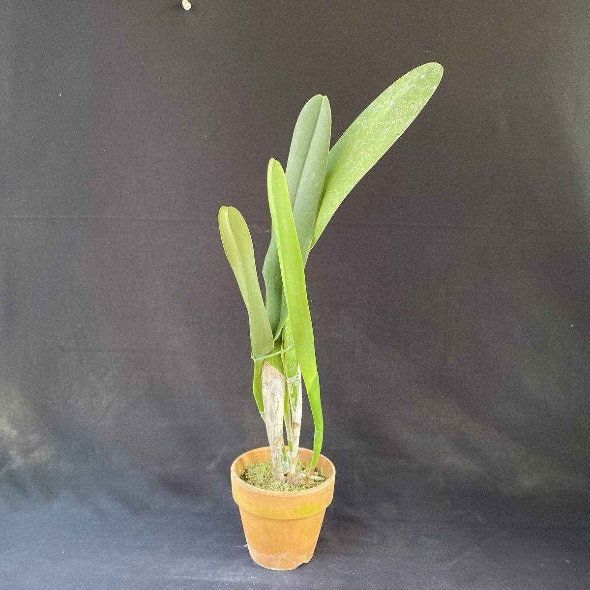 洋蘭カトレア原種　C.purpurata fma.carnea Select K' sp-c902_画像5