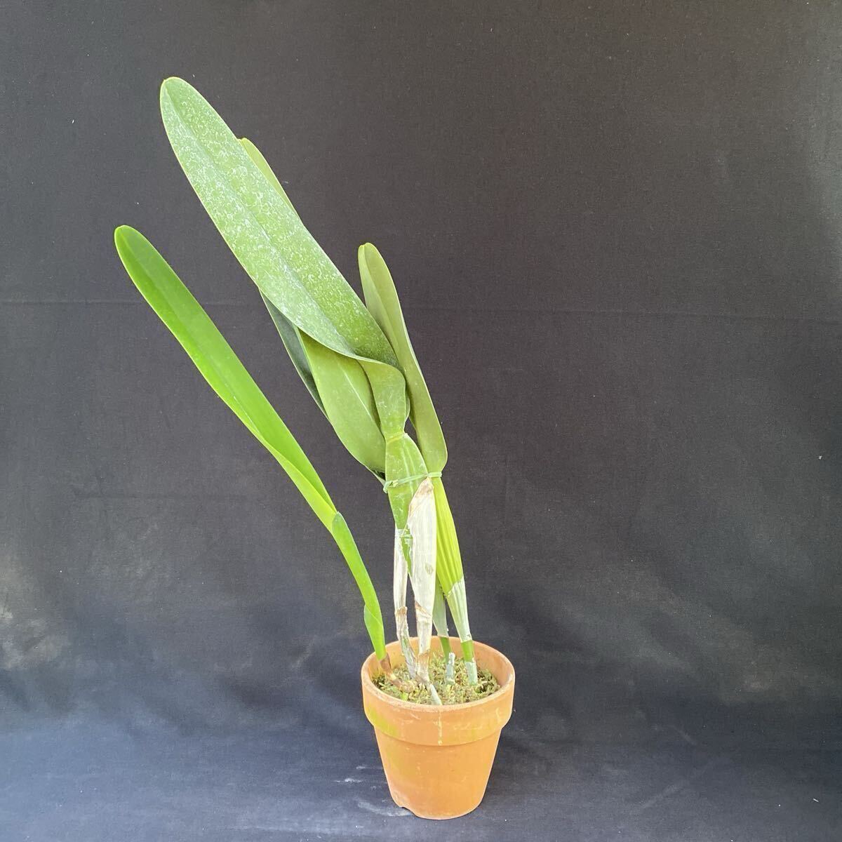 洋蘭カトレア原種　C.purpurata fma.carnea Select K' sp-c902_画像6