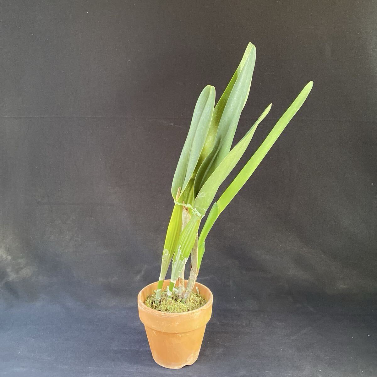 洋蘭カトレア原種　C.purpurata fma.carnea Select K' sp-c902_画像8