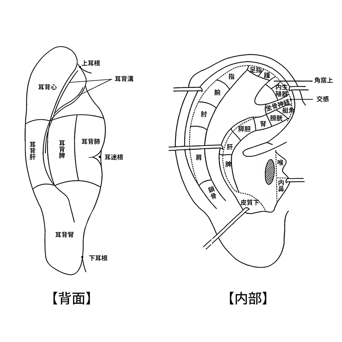 耳ツボ 模型 耳穴モデル 耳のゾーンモデル 高精細彫刻 反射区・穴位マッサージ 中医教学用 標準耳穴位置 耳ツボ学習 教育ツール;J3365;_画像8