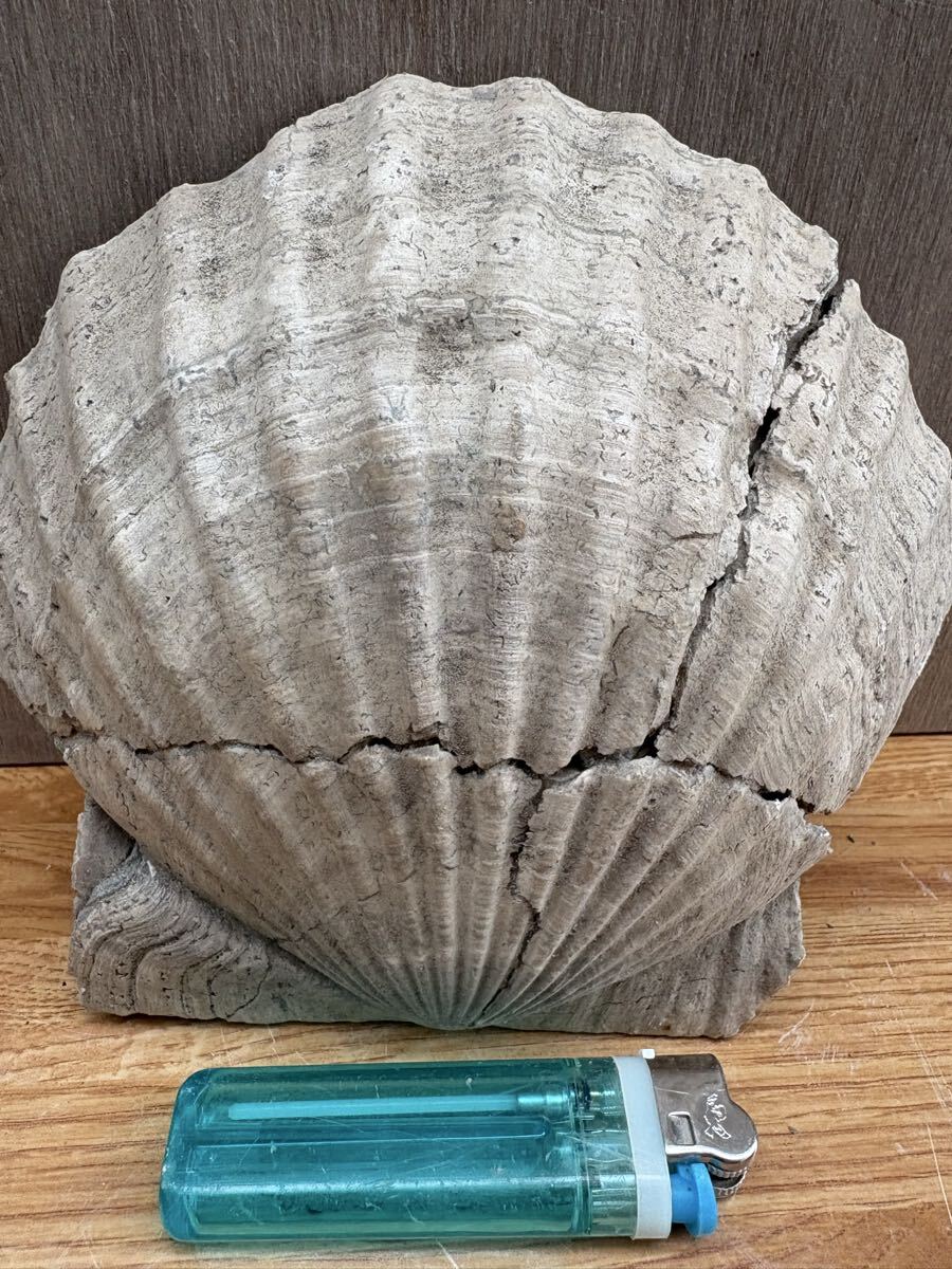 i Taya gai.taka - si гребешок 2 шт 1.6Kg болото рисовое поле блок тент новый длинный меч другой река 