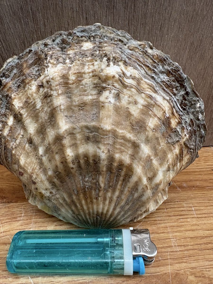 i Taya gai.taka - si гребешок 2 шт 1.6Kg болото рисовое поле блок тент новый длинный меч другой река 