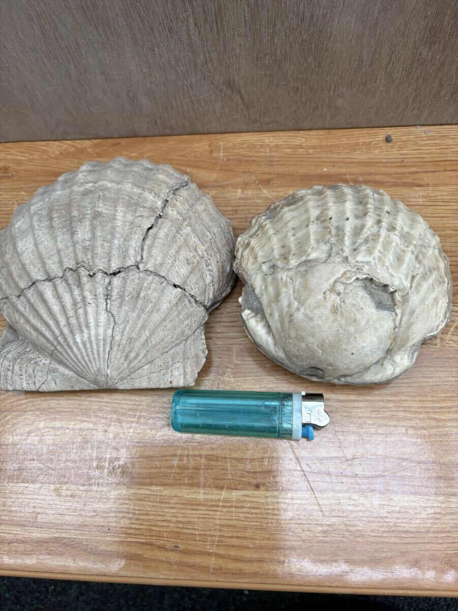 i Taya gai.taka - si гребешок 2 шт 1.6Kg болото рисовое поле блок тент новый длинный меч другой река 